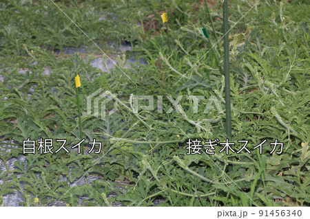自根スイカと接ぎ木スイカの生育比較 91456340