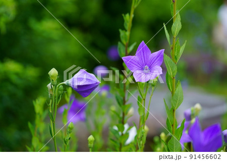 ならまち・元興寺・綺麗なキキョウの開花 ならまち・元興寺・綺麗なキキョウの開花 91456602