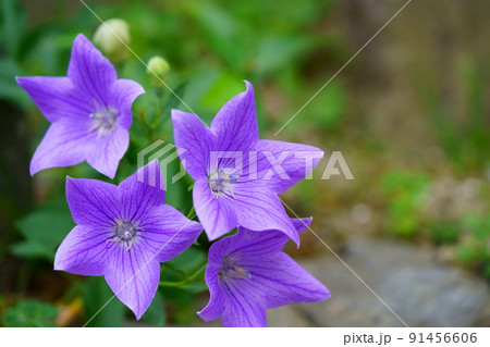 ならまち・元興寺・綺麗なキキョウの開花 91456606