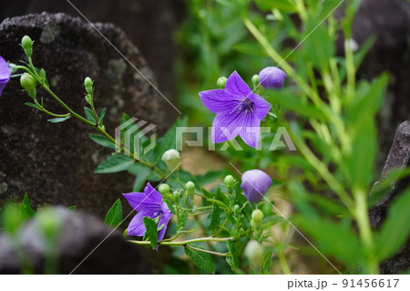 ならまち・元興寺・綺麗なキキョウの開花 91456617