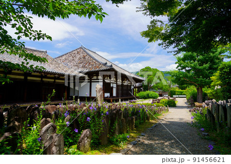 ならまち・元興寺・キキョウが開花した梅雨の晴れ間 91456621