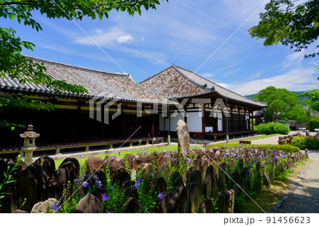 ならまち・元興寺・キキョウが開花した梅雨の晴れ間 91456623