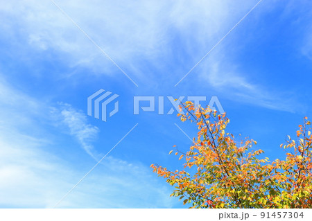紅葉と空 紅葉と空 91457304