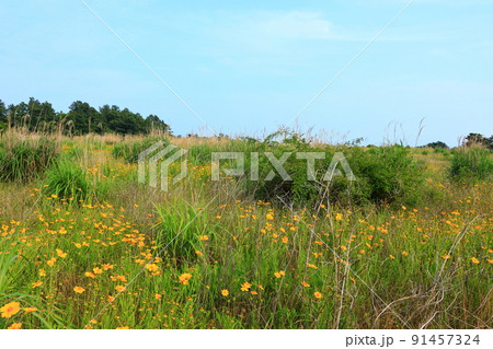 済州島 夏 海 91457324