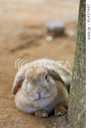 〔石川県加賀市・月うさぎの里・6月〕木陰で休むフレンチロップ 〔石川県加賀市・月うさぎの里・6月〕木陰で休むフレンチロップ 91457447