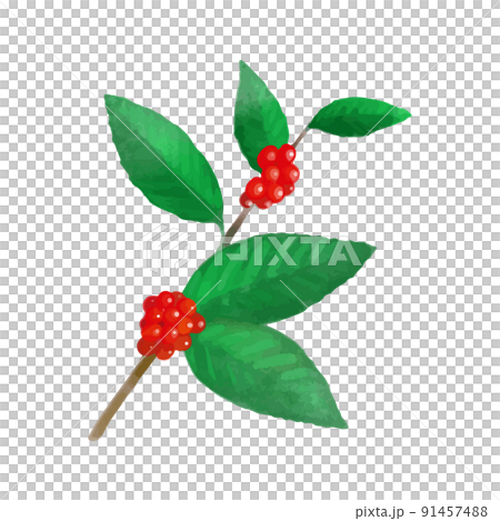 水彩紅咖啡豆的插圖 91457488