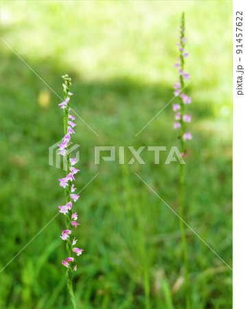 芝刈りを免れたねじり草 91457622