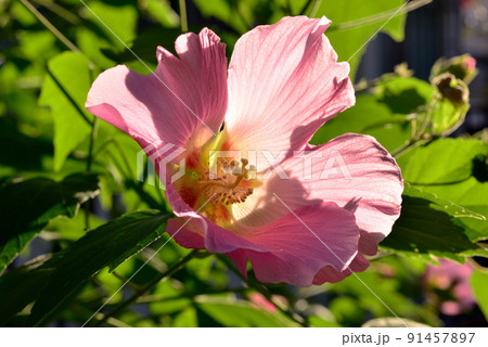 フヨウの花 フヨウの花 91457897
