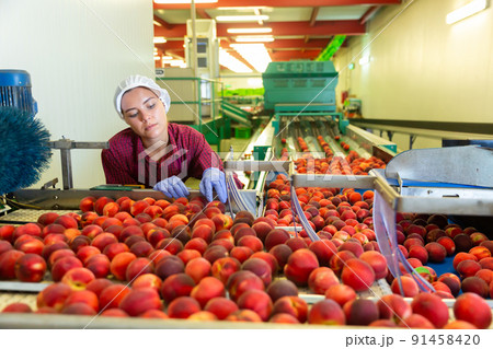 European woman sorting peaches 91458420