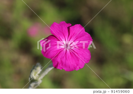 初夏の公園に咲くピンク色のスイセンノウの花 初夏の公園に咲くピンク色のスイセンノウの花 91459060