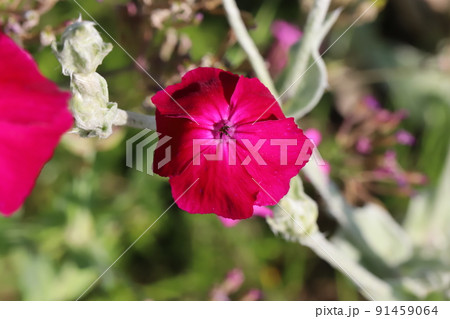 初夏の公園に咲くピンク色のスイセンノウの花 91459064