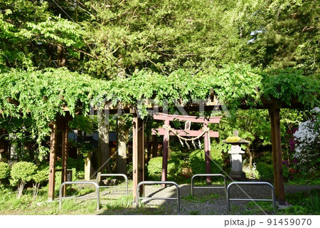 長野県下諏訪町 諏訪大社下社秋宮の千尋社と新緑 長野県下諏訪町 諏訪大社下社秋宮の千尋社と新緑 91459070
