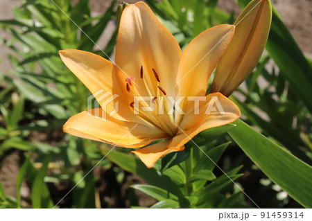 初夏の日本の公園に咲くオレンジ色のスカシユリの花 初夏の日本の公園に咲くオレンジ色のスカシユリの花 91459314