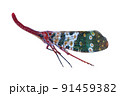 Pyrops candelaria or Lantern bug on white background 91459382