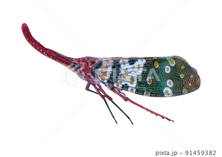 Pyrops candelaria or Lantern bug on white background Pyrops candelaria or Lantern bug on white background 91459382