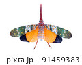Pyrops candelaria or Lantern bug on white background 91459383