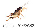 Cricket isolated on white background with clipping path 91459392