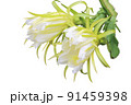 Dragon fruit flower blooming isoloted on white background 91459398