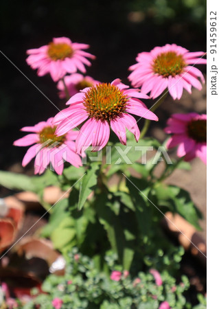 夏の花エキナセアの寄せ植え 91459612