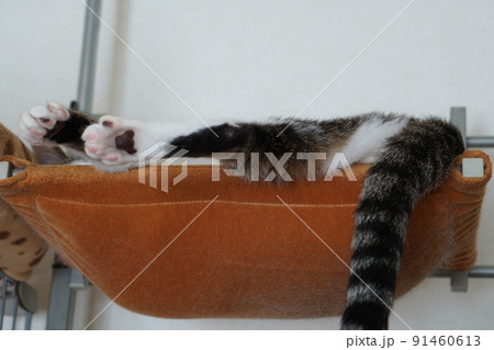 ハンモックで寝ている猫 ハンモックで寝ている猫 91460613