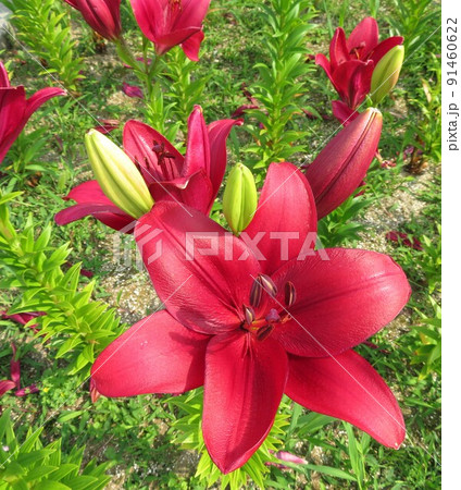ユリの花 福井県坂井市 ゆりの里公園 ユリの花 福井県坂井市 ゆりの里公園 91460622