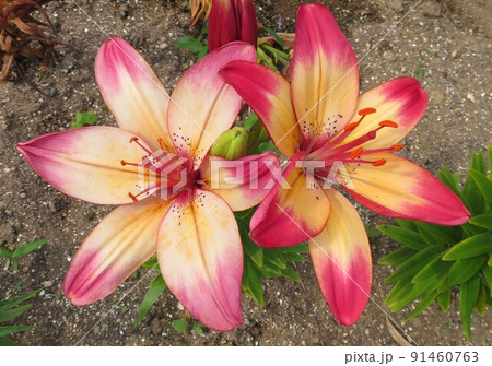 ユリの花 福井県坂井市　ゆりの里公園 91460763