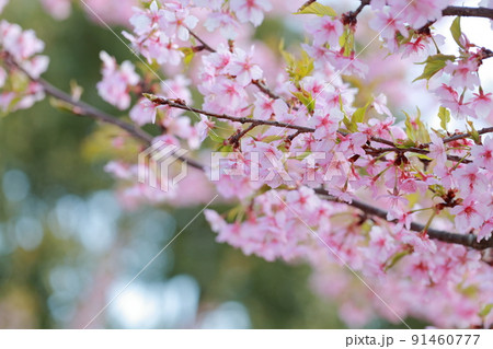美しいピンク色の花、さくら 河津桜 美しいピンク色の花、さくら 河津桜 91460777