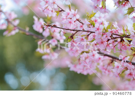 美しいピンク色の花、さくら　河津桜 91460778