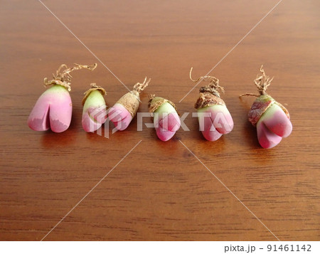 多肉植物 第四種郵便物で届いたリトープスの抜き苗セット 写真 91461142