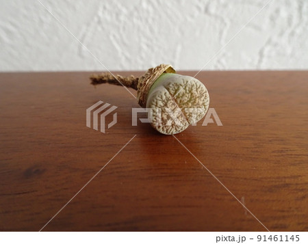 多肉植物 第四種郵便物で届いたリトープスの抜き苗セット 写真 91461145