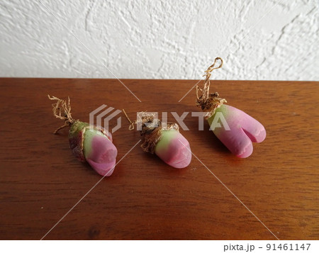 多肉植物 第四種郵便物で届いたリトープスの抜き苗セット 写真 多肉植物 第四種郵便物で届いたリトープスの抜き苗セット 写真 91461147