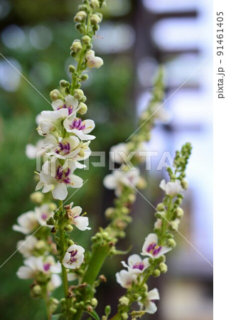 バーバスカム Verbascum バーバスカム Verbascum 91461405