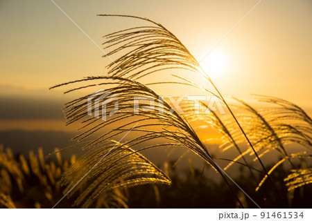 《奈良県》葛城高原の夕景 ススキ/ 91461534