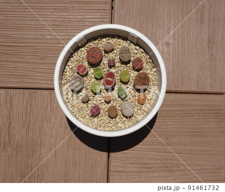 多肉植物 リトープスのカラフルで可愛い寄せ植え 写真 多肉植物 リトープスのカラフルで可愛い寄せ植え 写真 91461732