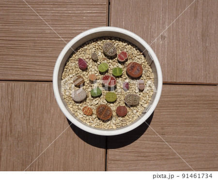 多肉植物 リトープスのカラフルで可愛い寄せ植え 写真 多肉植物 リトープスのカラフルで可愛い寄せ植え 写真 91461734