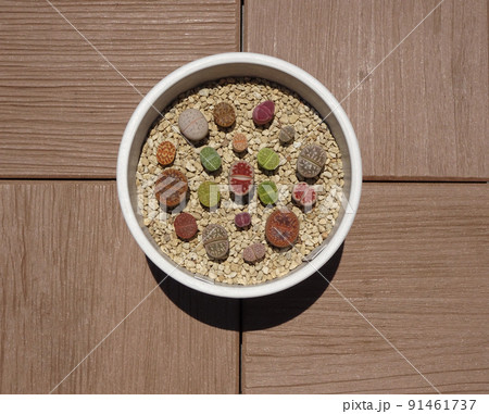 多肉植物 リトープスのカラフルで可愛い寄せ植え 写真 91461737