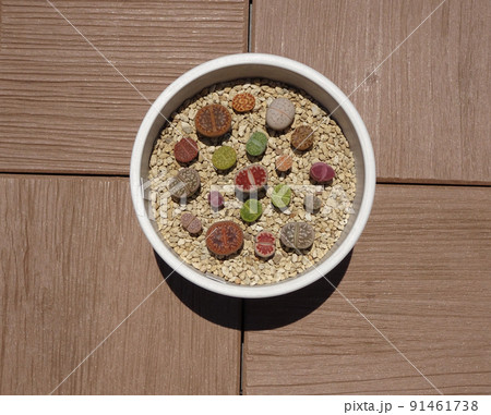 多肉植物 リトープスのカラフルで可愛い寄せ植え 写真 多肉植物 リトープスのカラフルで可愛い寄せ植え 写真 91461738