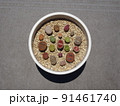 多肉植物 リトープスのカラフルで可愛い寄せ植え 写真 91461740