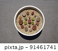 多肉植物 リトープスのカラフルで可愛い寄せ植え 写真 91461741