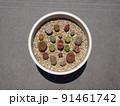 多肉植物 リトープスのカラフルで可愛い寄せ植え 写真 91461742