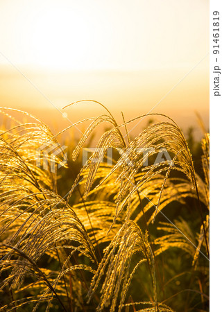 《奈良県》葛城高原の夕景 ススキ/ 91461819
