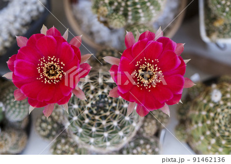Pink flowers of Cactus taken in top Pink flowers of Cactus taken in top 91462136