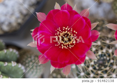 Red flower of cactus taken in top view Red flower of cactus taken in top view 91462138