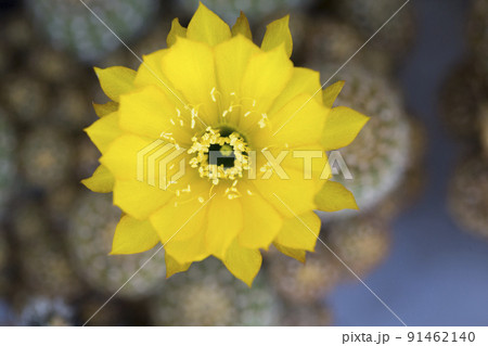 Lemon Ball cactus, Golden Ball cactus and Yellow Tower cactus Lemon Ball cactus, Golden Ball cactus and Yellow Tower cactus 91462140