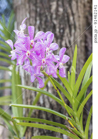 Pink Vanda coerulea orchid with green leaf Pink Vanda coerulea orchid with green leaf 91462141