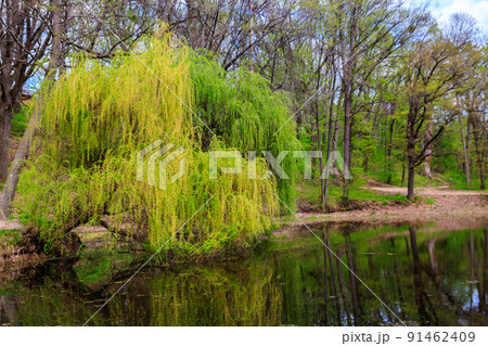 Weeping willow tree or Babylon willow (Salix Babylonica) on a shore of lake 91462409