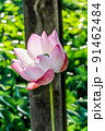 Close up pink lotus flower blossom in the garden 91462484