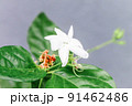 Closeup of white Jasmine flowers in the garden 91462486