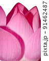 Close up pink lotus flower blossom in the garden 91462487