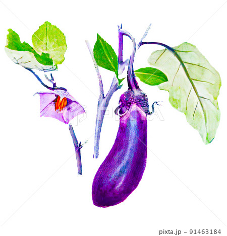 なすびの絵画 なすびの絵画 シンプルな水彩手描き風のなすのイラストのイラスト素材